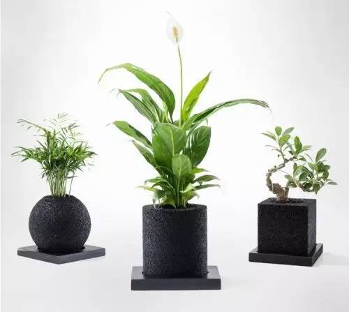 怎么除甲醛靠得牢？竹炭、植物成***“騙局”