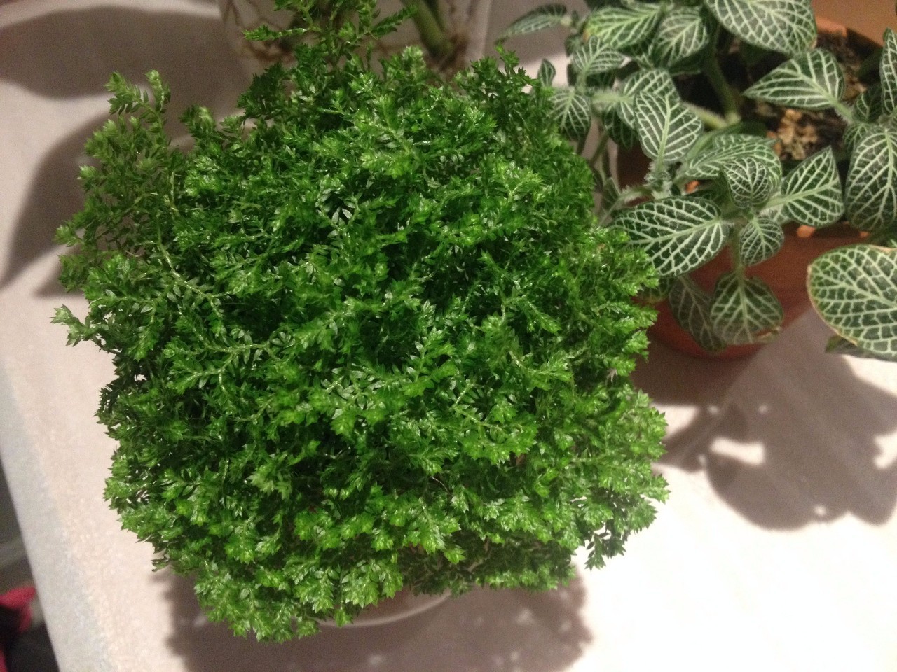 怎么除甲醛靠得牢？竹炭、植物成***“騙局”