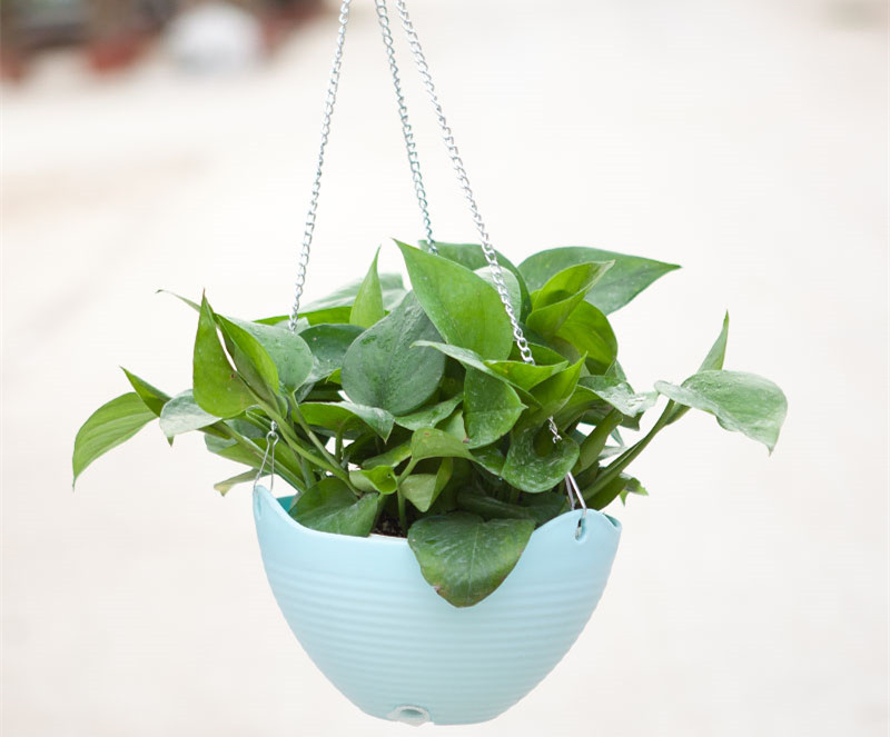 記住這四條規(guī)則，巧用植物甲醛治理！