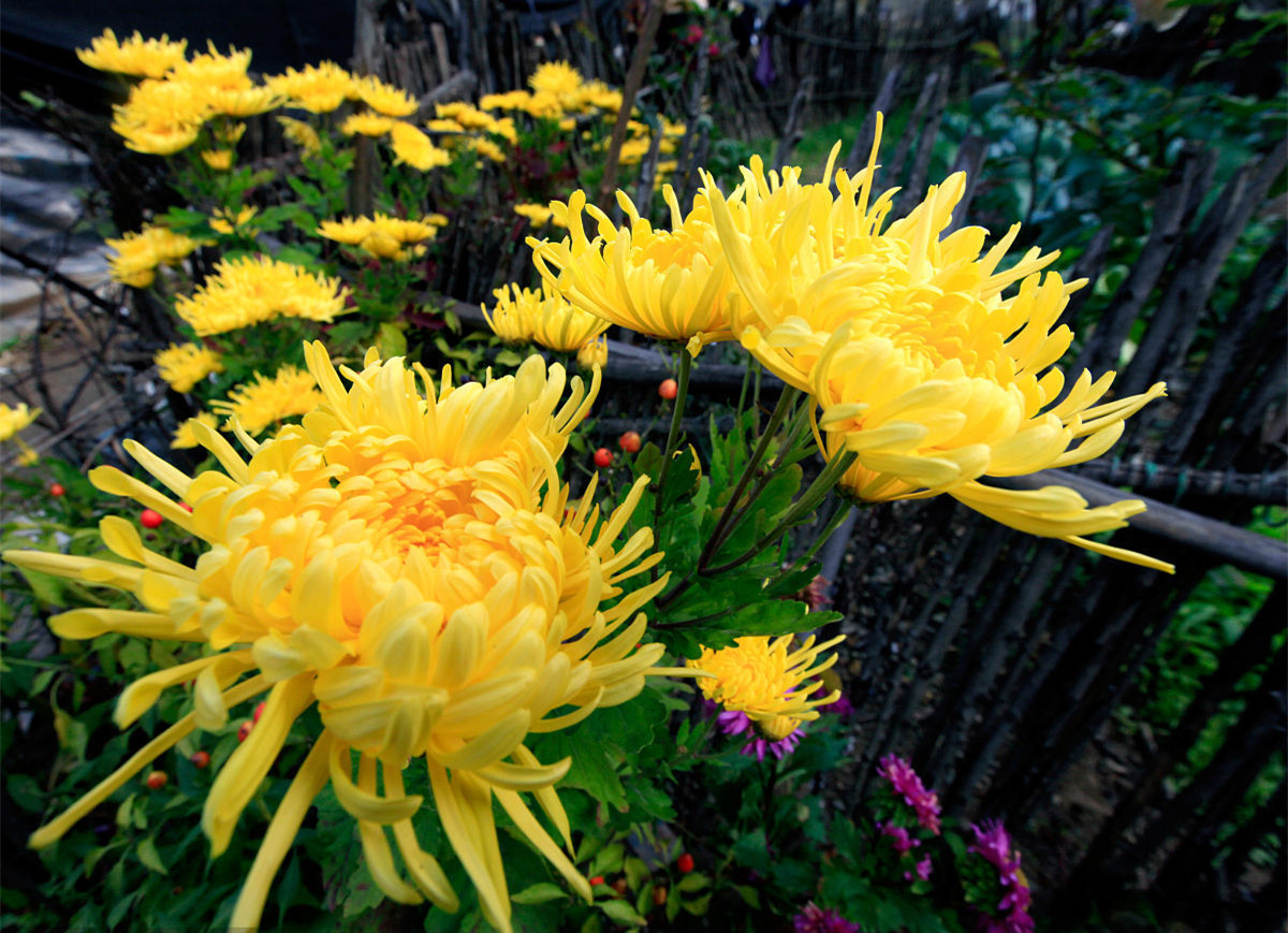 記住這四條規(guī)則，巧用植物甲醛治理！