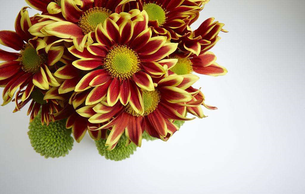 除甲醛的植物有哪些？為了家人趕緊來看看（值得收藏）！