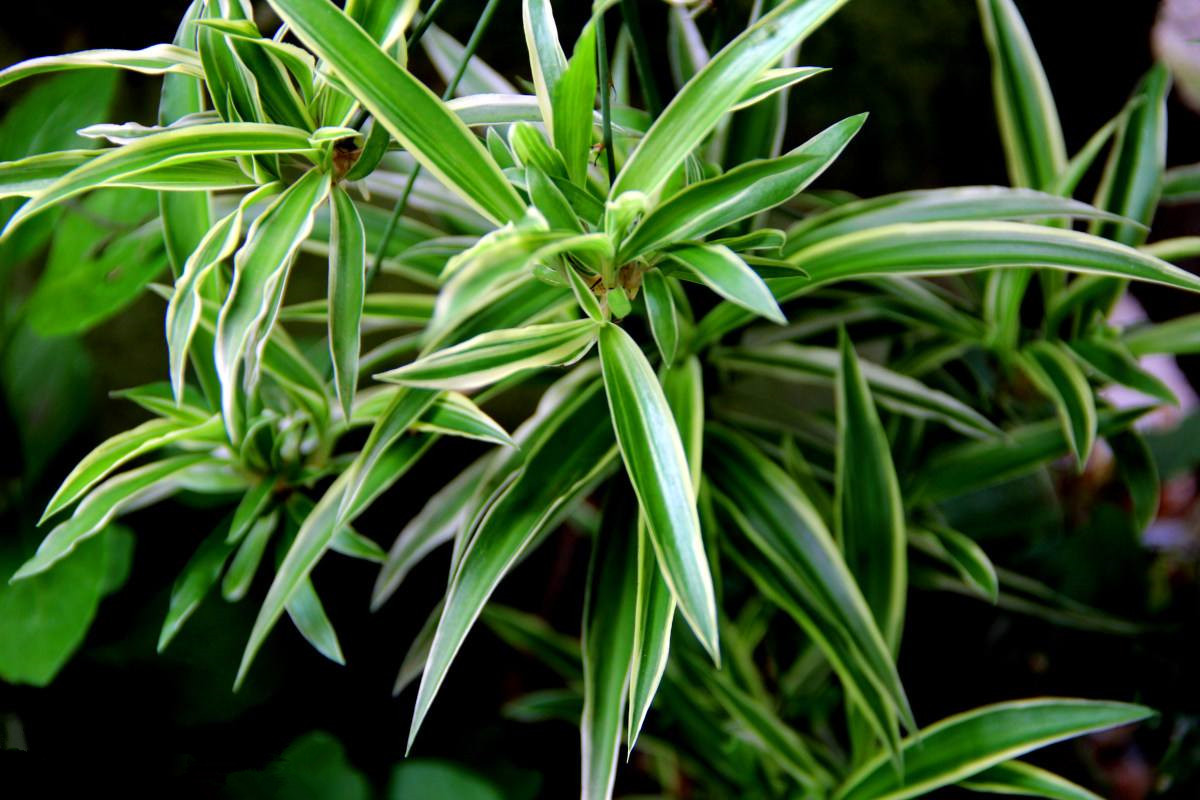 室內(nèi)沒有味道就可以放心入住了嗎？