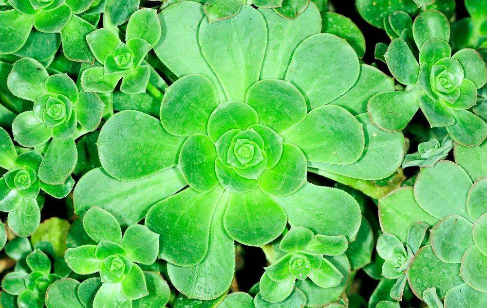 這樣去甲醛，您將親手“毀掉”自己的室內(nèi)空氣環(huán)境，今天再忙也要看一下！