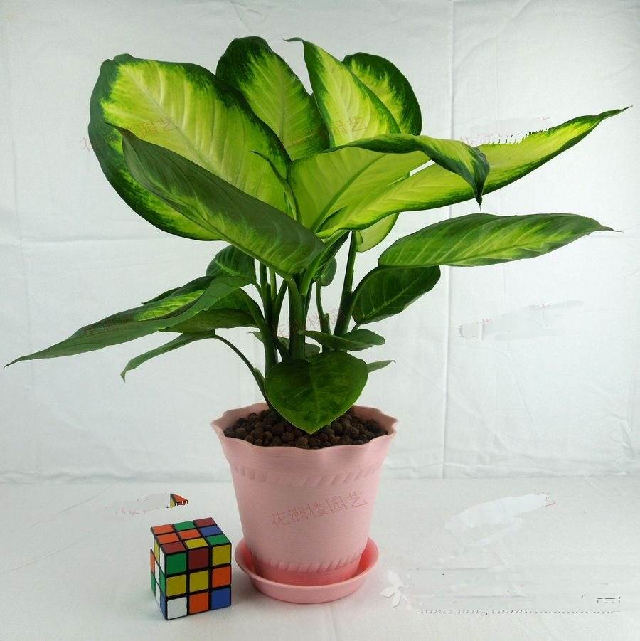 哪些植物可以除甲醛，本事***呢？