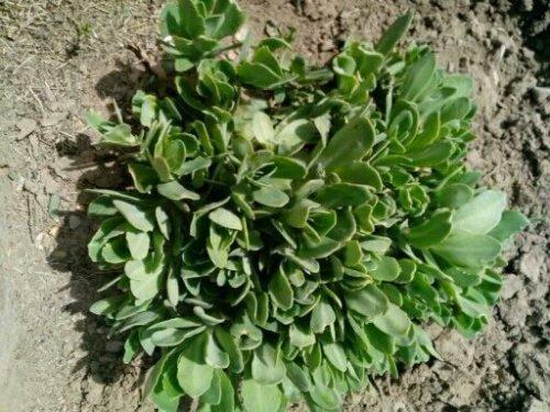 哪些植物可以除甲醛，本事***呢？