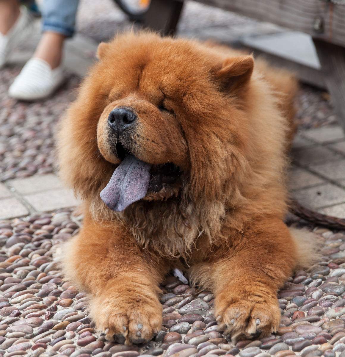 有問(wèn)題找警察，薩摩耶派出所報(bào)案，不注意這件事，對(duì)狗狗致命，警察蜀黍卻幫不上忙！