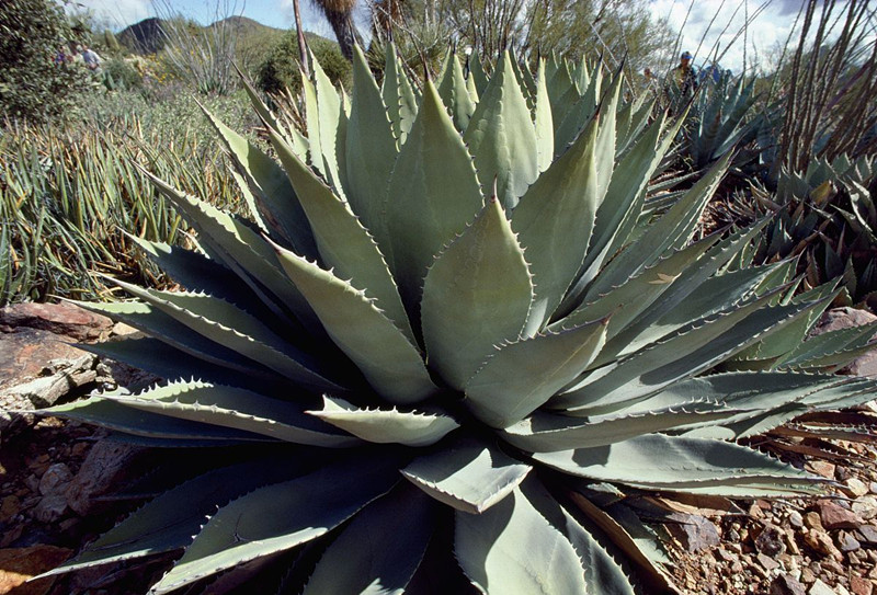 綠色植物大作戰(zhàn)，顏值***的凈化空氣方法