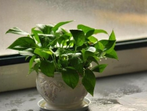 室內(nèi)除甲醛方法你知道多少？哪些是有用的