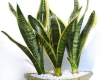 用什么植物除甲醛最好？