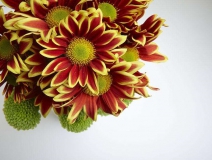 除甲醛的植物有哪些？為了家人趕緊來(lái)看看（值得收藏）！